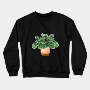 Calathea Burle-Marxii Amabilis, Calathea Plant Illustration Crewneck Sweatshirt